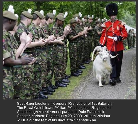 regimental goat